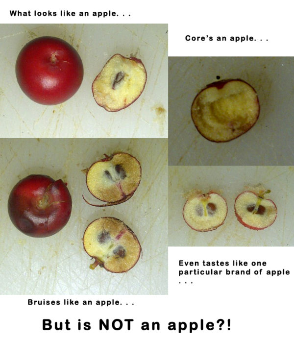 What looks, cores, bruises, and tastes like an apple but is NOT an apple?!