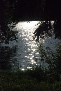 Sun sparkle plants