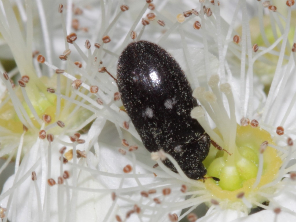 Photographer: gbohne Attagenus_pellio_(Dermestidae)_-_carpet_beetle