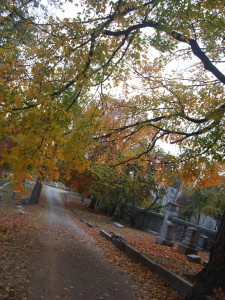 Songdove Books: cemetary trees