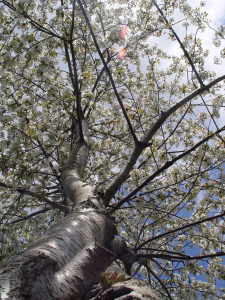 Songdove Books - Great Fruit Tree