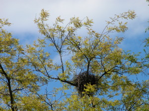 Songdove Books - bird's nest