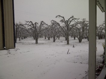 Songdove Books - Orchard in Snow