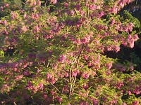 Songdove Books - Flowering Tree in Spring