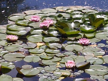 Songdove Books - Lilly pads