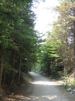 Songdove Books - tree-lined pathway