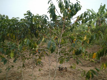 Songdove Books - Rwandan coffee plant