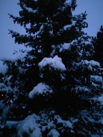 Songdove Books - Blue Spruce covered in Snow