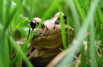 Songdove Books - Frog in Grass