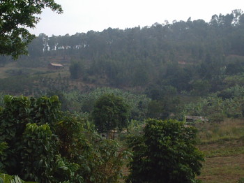 Songdove Books - Rwandan Orchards