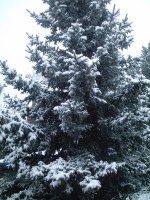 Songdove Books - Blue Spruce in Winter