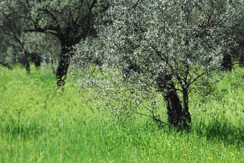 Songdove Books - olive trees