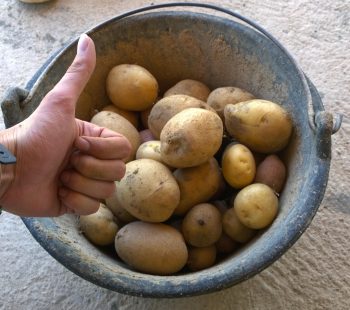 potatoes