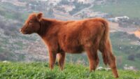 Red Heifer