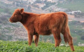 Red Heifer